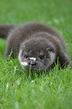 Otter - loutre