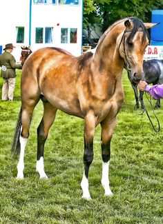Part-Arabians may have coat colors not found in purebred Arabians, such as this &quot;bay champagne&quot; part-Arab