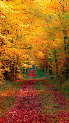 beautiful fall color!