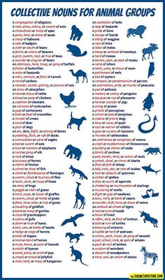 Collective nouns for animals???