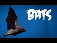 All About Bats for Kids: Animal Videos for Children - FreeSchool - YouTube