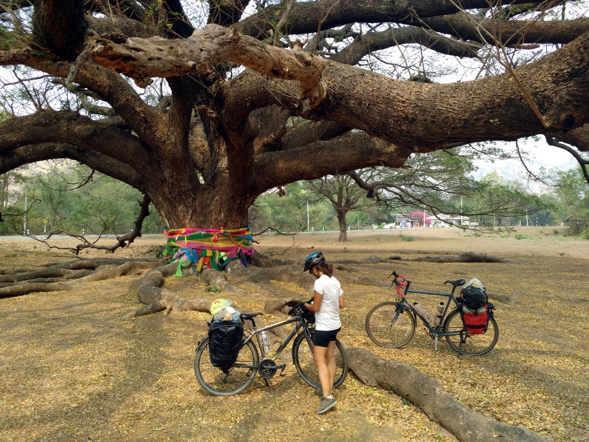 Arbre géant, Thaïlande