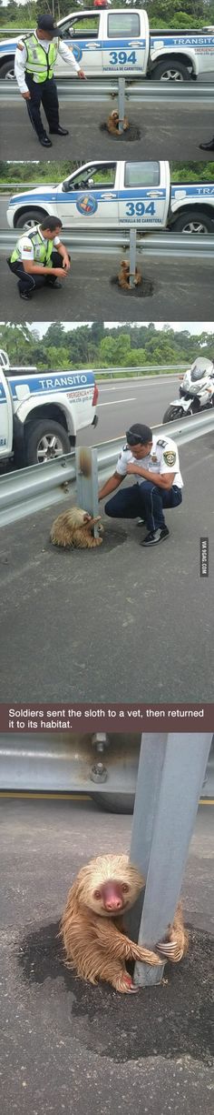 Little sloth tries to cross the highway in Ecuador, gets scared, can&#39;t move