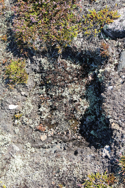 Июль 2018. Месяц на Севере. Архипелаг Кузова Июль 2018. Месяц на Севере. Архипелаг Кузова карелия