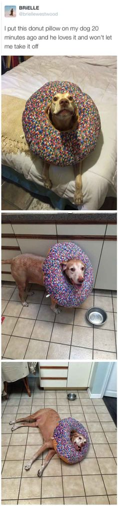 Happy as a dog in a donut. Lmao.