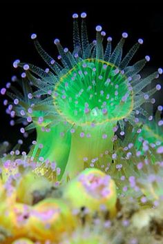 Jewel Anemones- The modest jewel anemone (Corynactis haddoni) may well be one of