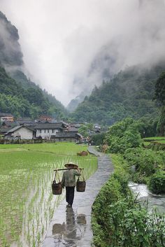 rice fields, Dehang, Hunan, China | flicker