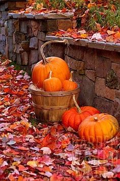It&#39;s that time of the year again.... Fall; just live the colors
