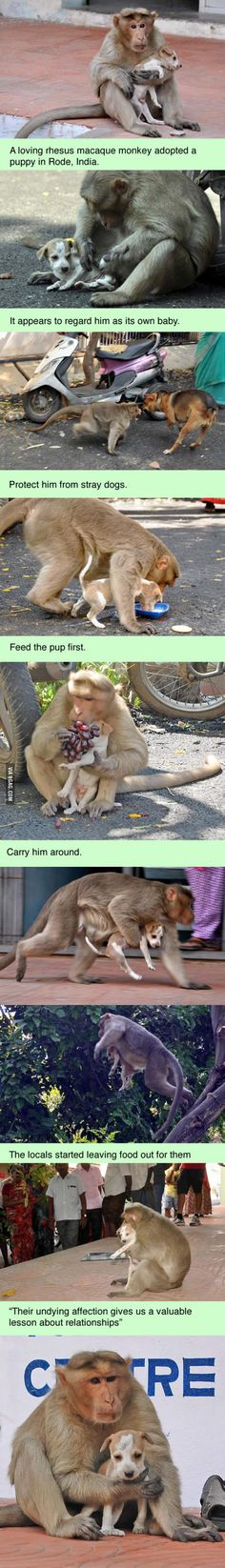 Street monkey takes a stray puppy under her wing