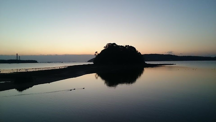 小島神社へ渡るカモ