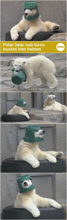A young polar bear finds a new use for a bucket.