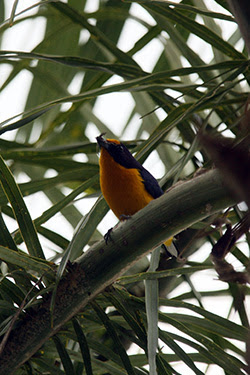 PERÚ CON ADITIVOS: IGUAZÚ E ISLA DE PASCUA - Blogs of Peru - CATARATAS DE IGUAZÚ: LADO ARGENTINO (13)