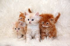 four little red cats maine coon