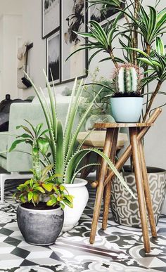 green interiors, cati and plants
