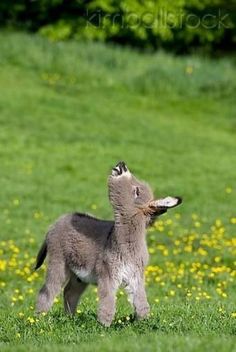 Baby Donkey -- Oh! What a precious baby!! Awww! More