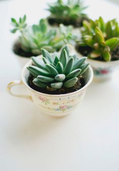 Use antique teacups and succulents to make these fun planters. #garden #succulents #diy