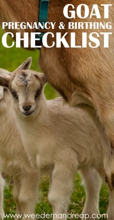 <a class="pintag searchlink" data-query="%23goatvet" data-type="hashtag" href="/search/?q=%23goatvet&rs=hashtag" rel="nofollow" title="#goatvet search Pinterest">#goatvet</a> likes this Goat Pregnancy & Birthing Checklist BUT you need to dip the whole cord in betadine (not just wipe it) and do this several times in the first 48 hours.