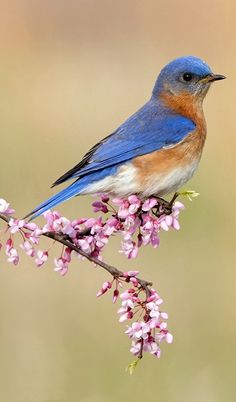 Eastern Bluebird. What a majestic, petite thing! I know absolutely nothing about birds but this one seems like the most beautiful one ever!