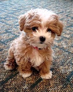 Maltipoo. Oh my gosh! It&#39;s so cute and fluffy I&#39;m gonna die! But seriously, I think I found my future dog.