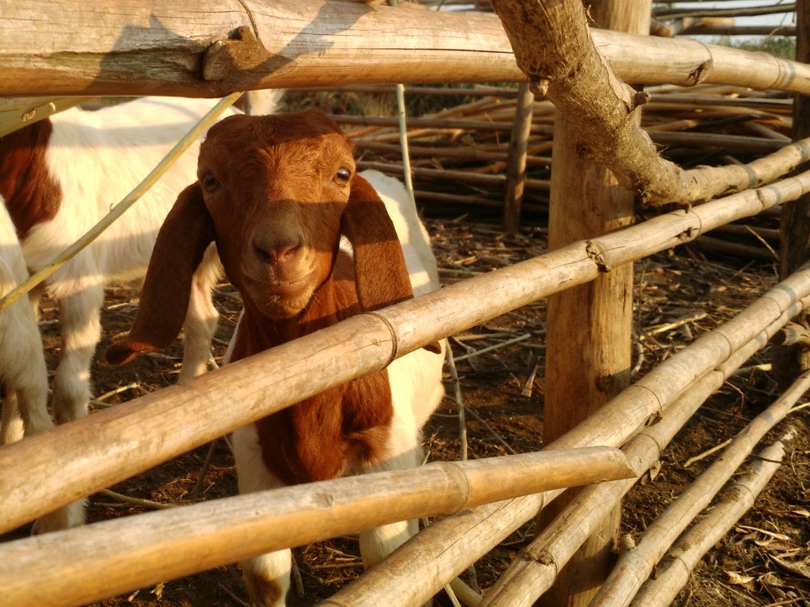 Petite chèvre, Thaïlande