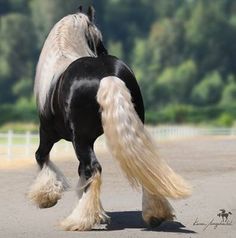 Gorgeous Clydesdale