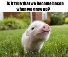 素食。Is It True We Become Bacon When We Grow Up ? 