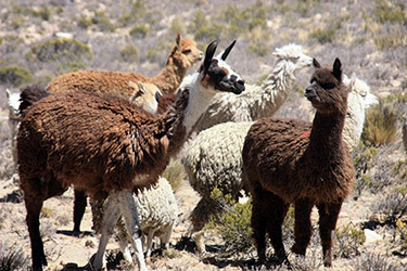 PERÚ CON ADITIVOS: IGUAZÚ E ISLA DE PASCUA - Blogs de Peru - VIAJE HASTA EL VALLE DEL COLCA: PATAPAMPA Y CHIVAY (6)