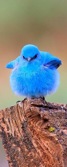 Mountain Bluebird Amazing World beautiful amazing