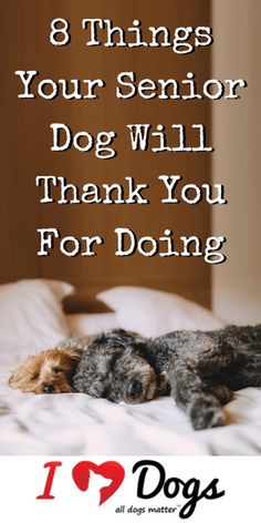 If your dog is in their golden years, do them a favor by going the extra mile for them.