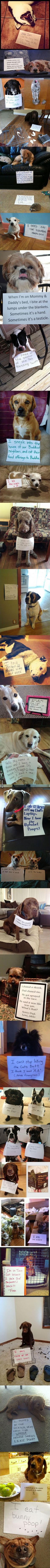 Dog Confessions