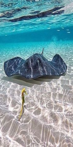 A ray & seahorse - Tropical Ocean - <a href="https://www.pinterest.com/lpasch/tropical-ocean/" rel="nofollow" target="_blank">www.pinterest.com...</a>