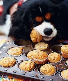 Treat your dog with these peanut butter and banana dog cupcakes.