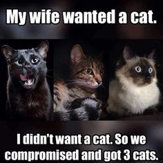 Yeah, me too, except???swap that to my husband wanted cats??? More