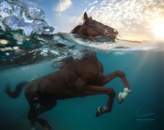 Magical Nature Tour ??One Horse Power. One Ocean Life. by Vitaliy Sokol