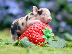 STRAWBERRY PIGLET It hardly seems fair that something so tiny could be so very cute, but this micro-piggy from England&#39;s famed Pennywell Farm did it anyway, leaving the rest of the world to squeal while it enjoyed hugging a strawberry.