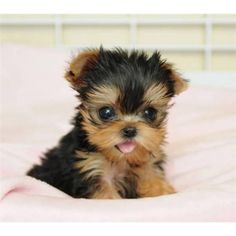 Hes so adorable Theres more httpwww.i-heart-pets.com10-yorkshire-terriers-will-brighten-day dogs pets