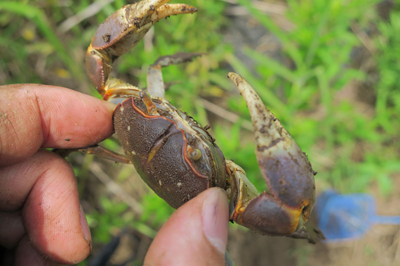 カニ捕り三浦半島 幅員5 5m未満をゆく