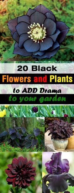 Add a unique touch of color and drama to your garden by adding black flowers???